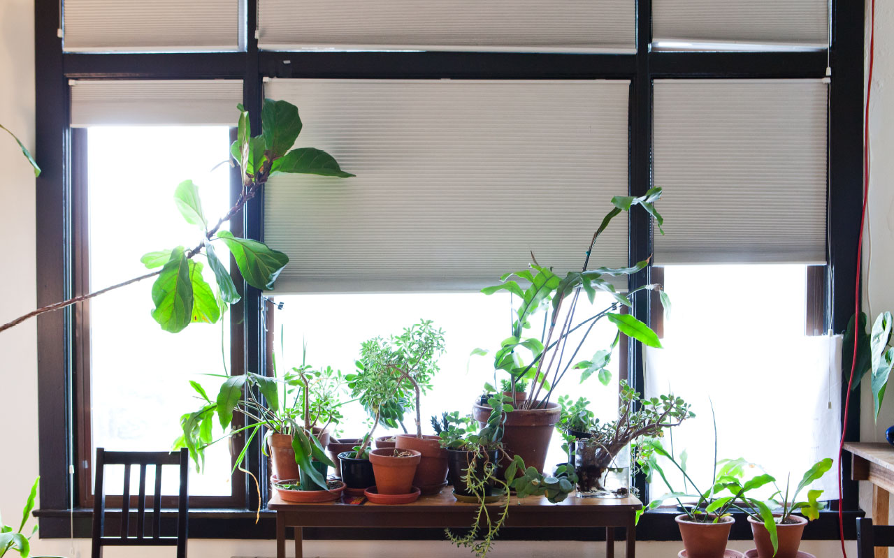 plants